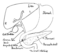 Liver Segmental Anatomy